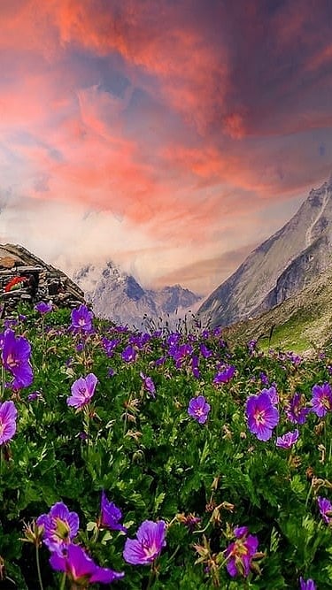 Ekantak/Shutterstock : Valley of Flowers National Park in Chamoli district, Uttarakhand